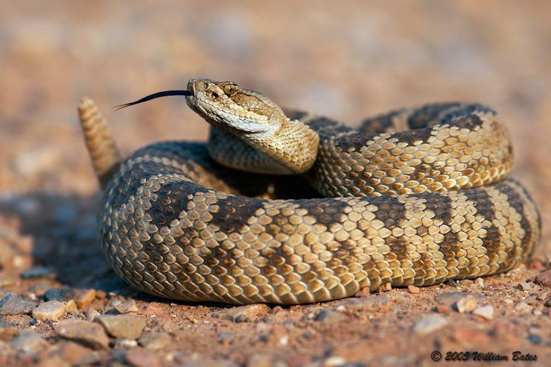 movie with lots of snakes in the deserr movie with lots of snakes in the deserr