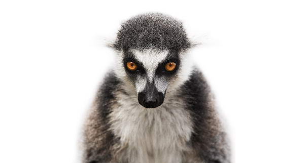 Katta Lemur