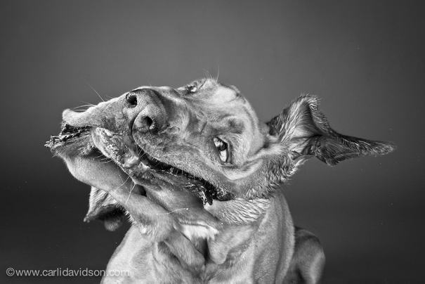 Shaking Dogs By Carli Davidson