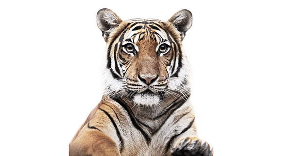Young Bengal Tiger