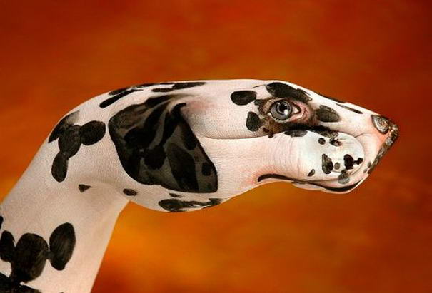 Dog Dalmatian