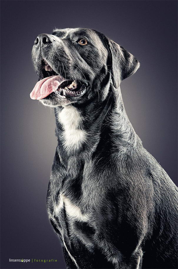 Dog Portraits By Daniel Sadlowski (6)