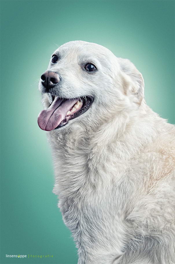 Dog Portraits By Daniel Sadlowski (4)
