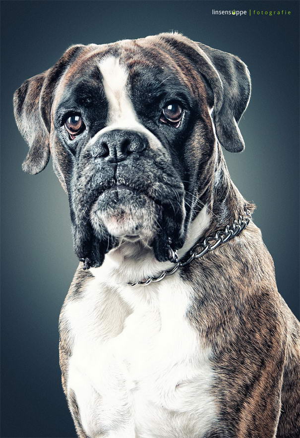 Dog Portraits By Daniel Sadlowski (2)