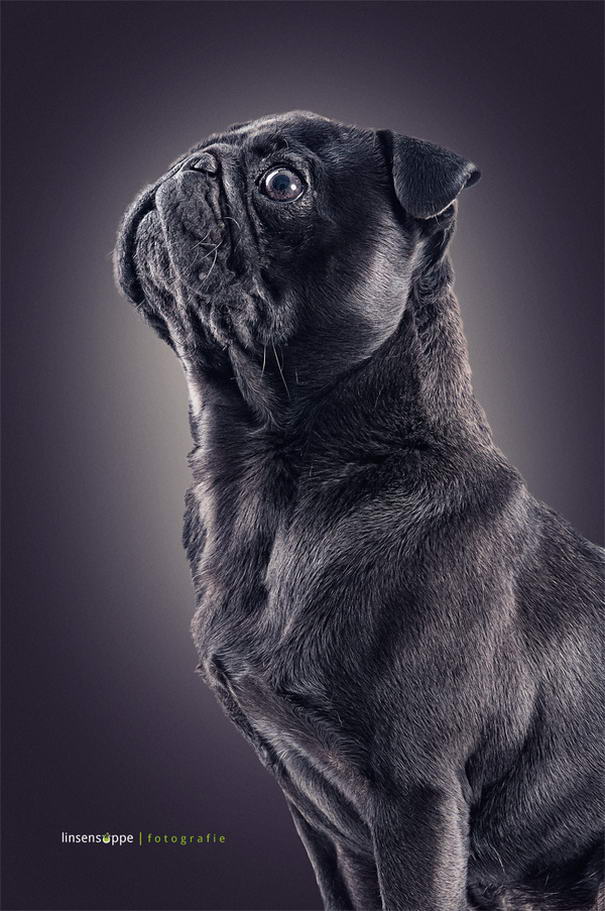 Dog Portraits By Daniel Sadlowski (10)