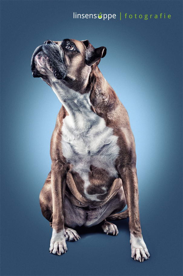 Dog Portraits By Daniel Sadlowski (8)