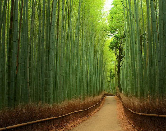 Bamboo Street