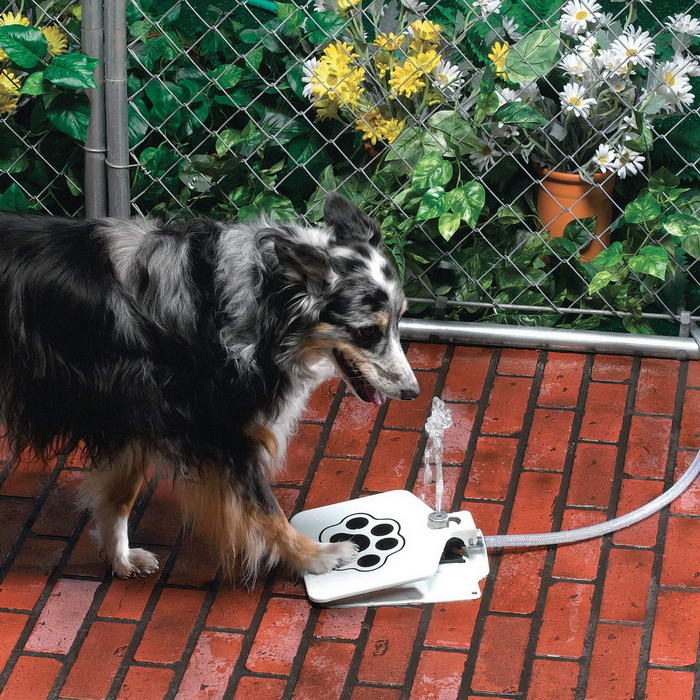 Doggie Fountain