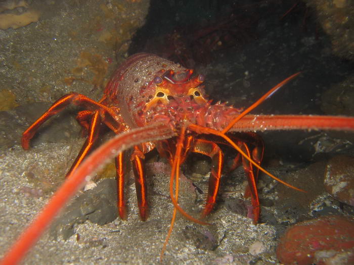 Cannibalistic Animals Lobster
