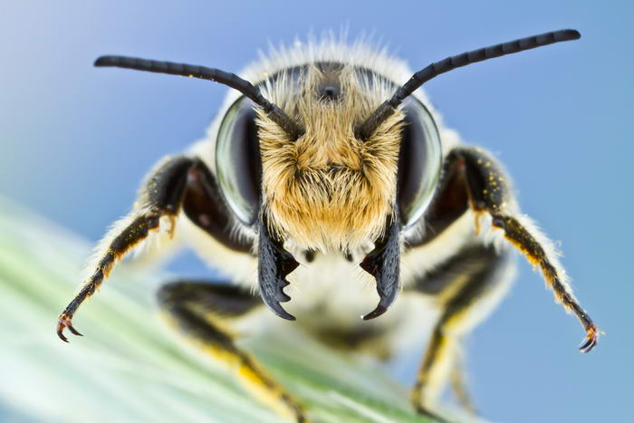 Unreal Macro Photos Of Insect Faces Leafcutting-Bee