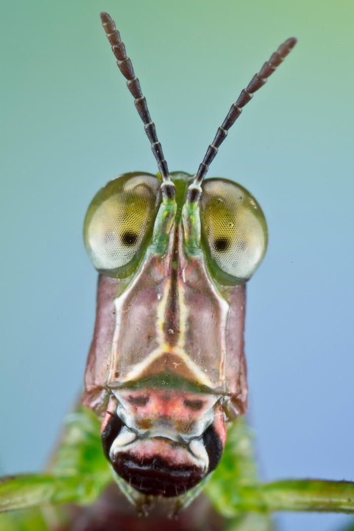 Unreal Macro Photos Of Insect Faces Monkey-Grasshopper