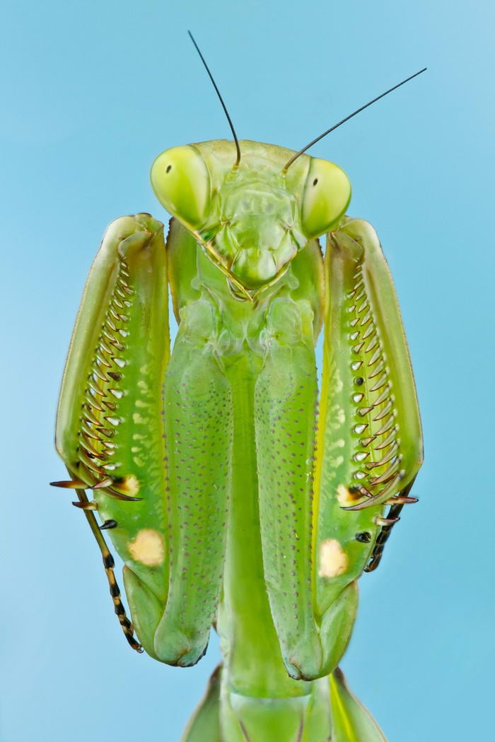 Unreal Macro Photos Of Insect Faces Praying-Mantis