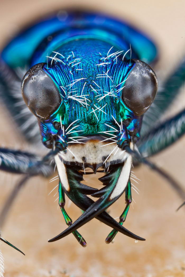 Unreal Macro Photos Of Insect Faces Tiger-Beetle