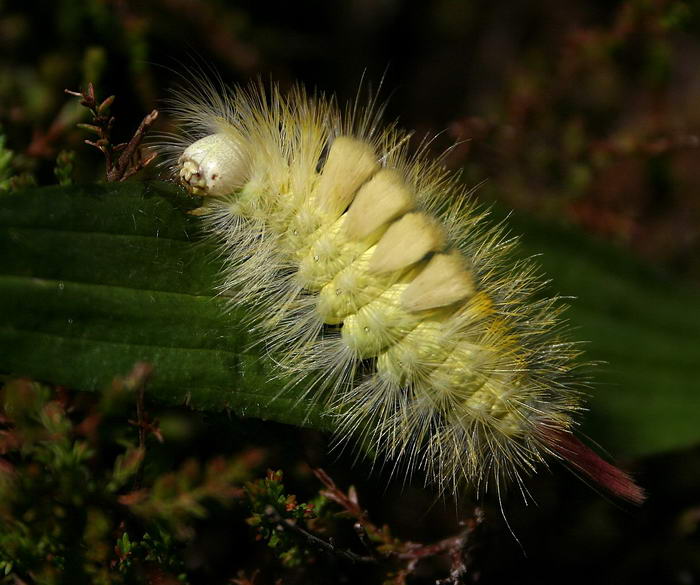 Dasychira Pudibunda Caterpillar