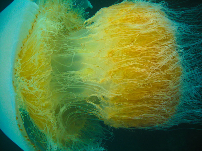 Nomura Jellyfish