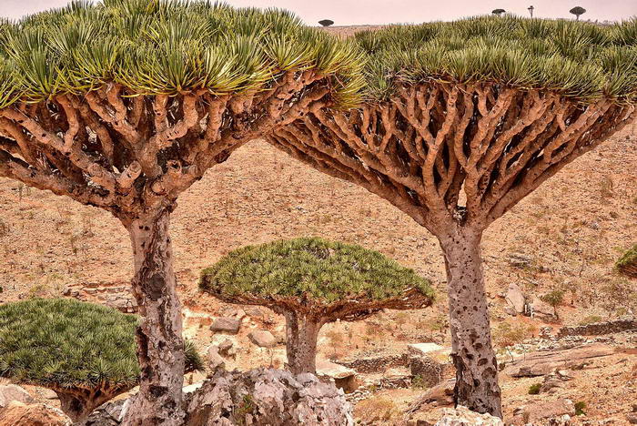 Socotra Island