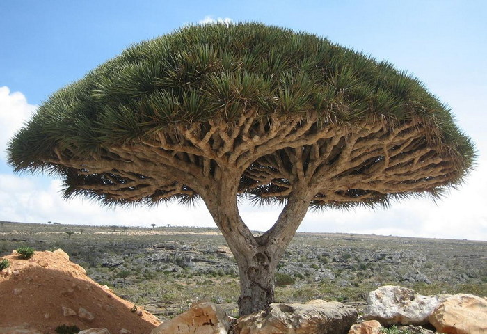 Socotra dragon tree