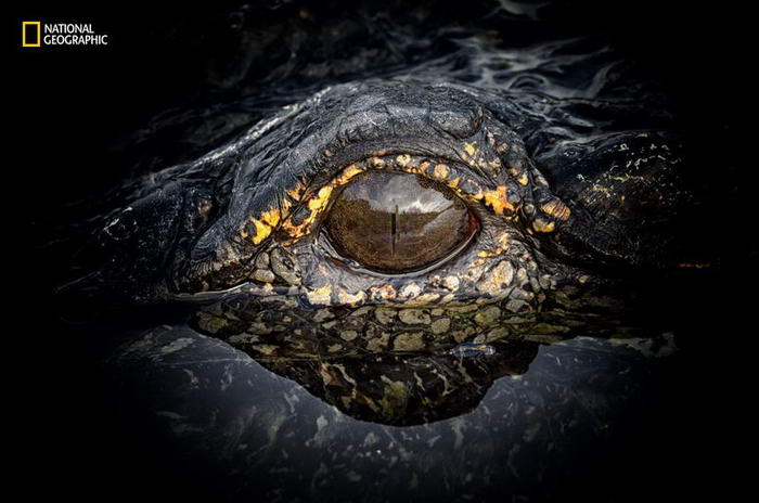 The Eye of a Gator