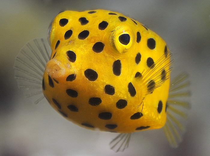 Yellow Boxfish