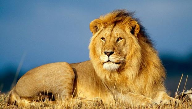 African-Lion
