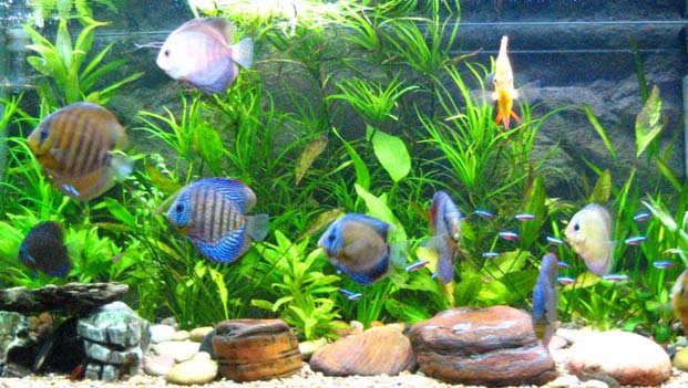 Aquariums