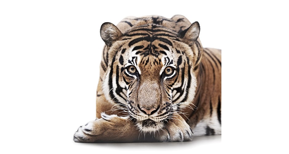 Bengal Tiger