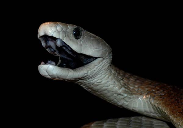 Black Mamba Black Mamba