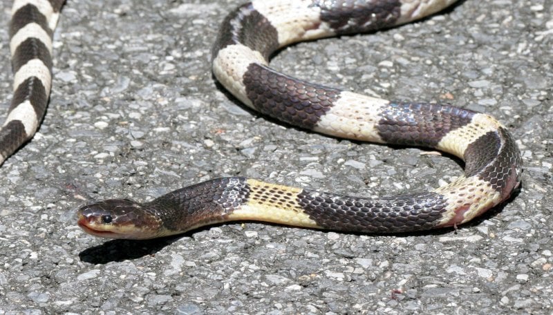 Blue Krait Blue Krait