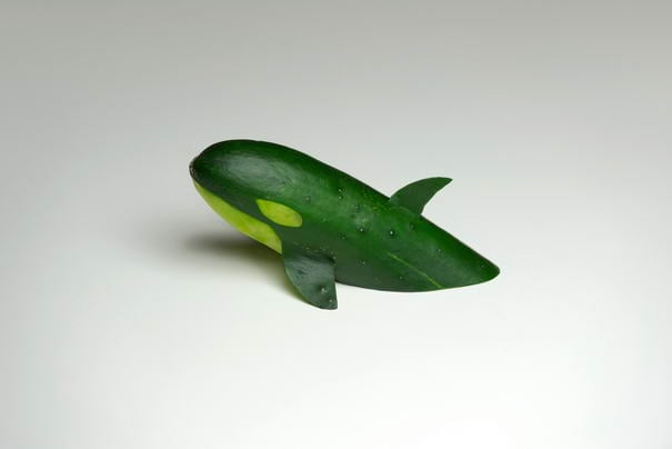 Cucumber Killer Whale