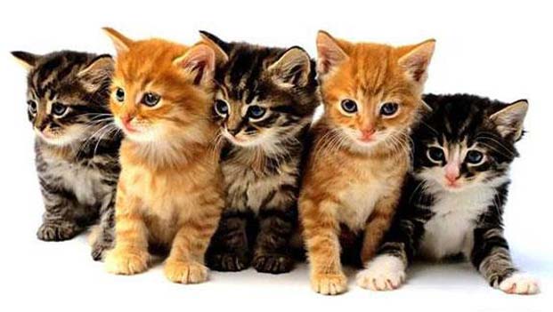 Cute-Kittens