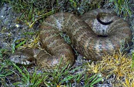 Death Adder Death Adder