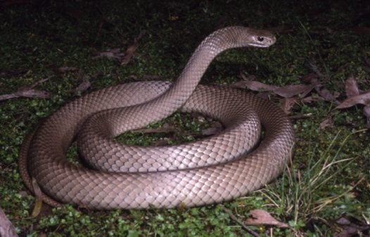 Eastern Brown Snake Eastern Brown Snake