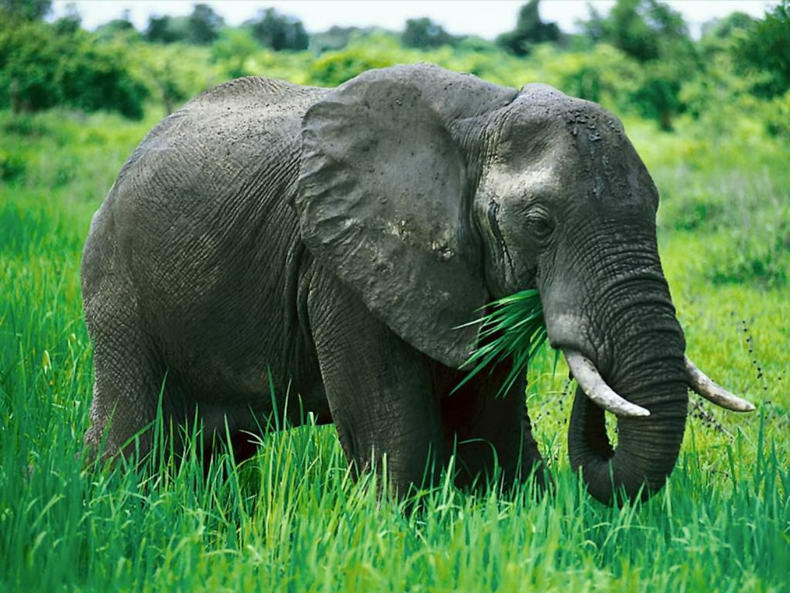 Elephant Elephant