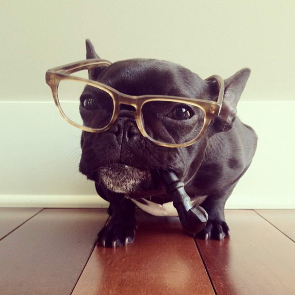 French bulldog By Sonya Yu (9)