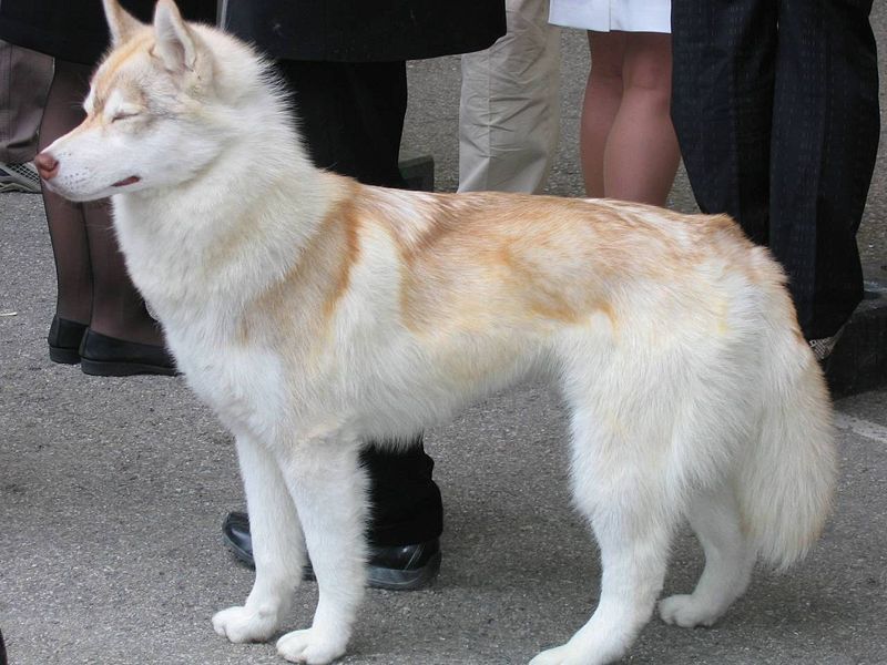 Huskies - Most Dangerous Dog Breeds