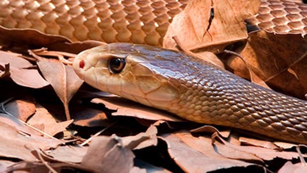 Indian-Taipan-Feature