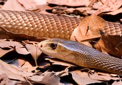 Inland Taipan Inland Taipan
