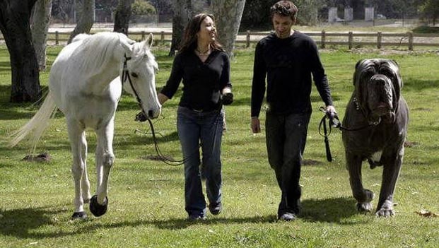 10 Most Largest Dog Breeds Biggest Dog Breeds