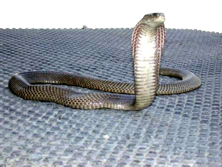 Philippine Cobra Philippine Cobra