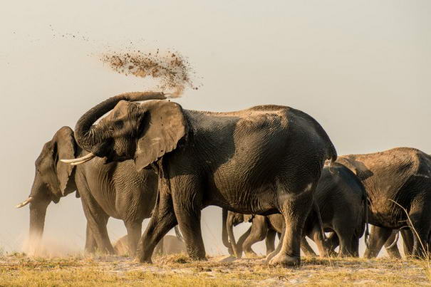 Photo and caption by Robert Hayday