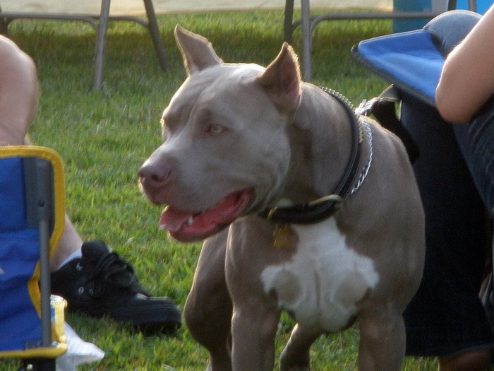 Pit bull - Most Dangerous Dog Breeds