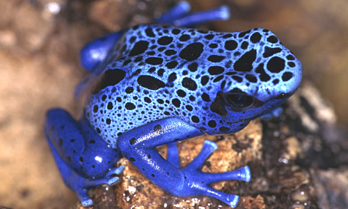 Poison Dart Frog Most Dangerous Animals In World