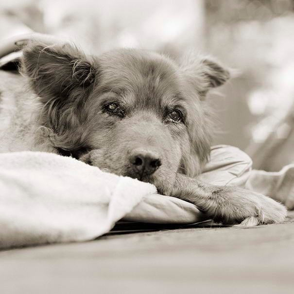 Red, Chow Mix, Age 14+