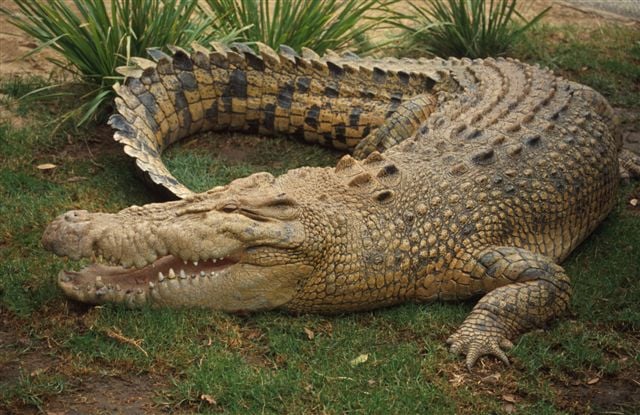 Saltwater Crocodile Saltwater Crocodile