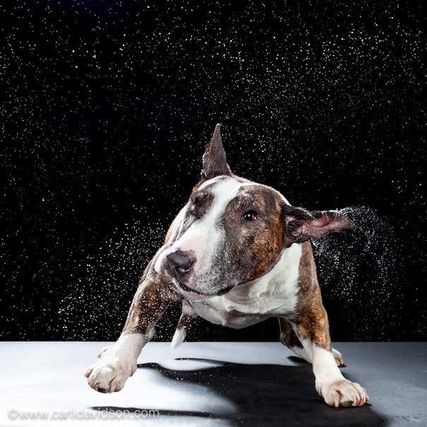 Carli Davidson Pet Photography