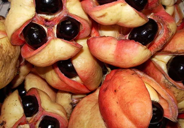 Ackee - Strangest Fruits