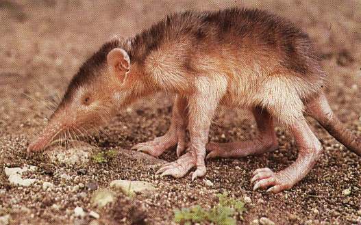 Almiqui Almiqui - Ugliest Animals