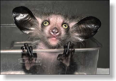 Aye-Aye Aye-Aye
