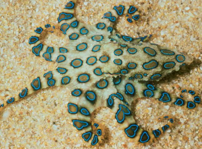 Blue-Ringed Octopus Blue-Ringed Octopus