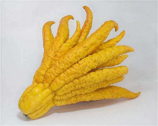 Buddhas Hand